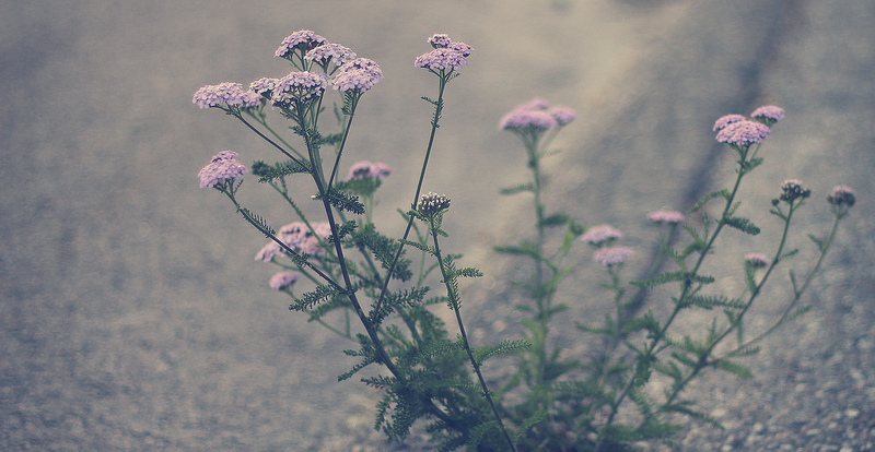 Image of flower through concrete displaying grit