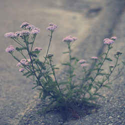 Flower coming up through concrete to symbolize grit