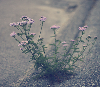 Flower coming up through concrete to symbolize grit